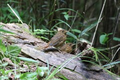 コマドリ幼鳥