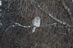 遠いな～、フクロウさん