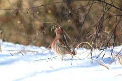 初見、オオマシコ