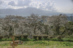 春、故郷の山から
