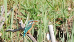 初カワセミ