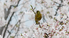 お花見特等席　－カワラヒラ