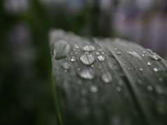 春雨に濡れる麦の葉っぱ