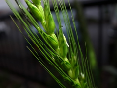 春雨に濡れる麦の穂