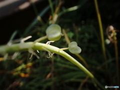 花が終わって葉を付ける植物