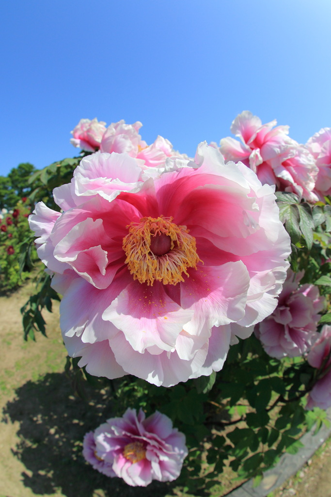 新潟県の田舎の市のぼたん園