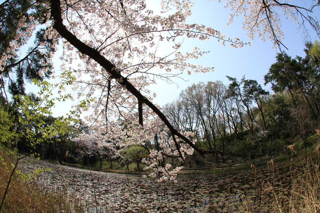 新潟の今年の桜は元気が無かったです