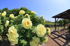 新潟の田舎の市のぼたん園 2