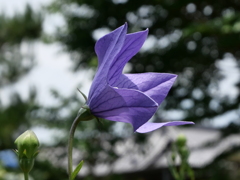 梅雨の合間