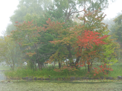 「霧にむせぶ桜」