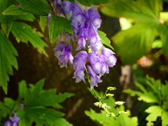 「きれいな花には毒がある(^^)」