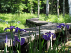 「木道と花ショウブ」