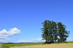 「夏空と雲」