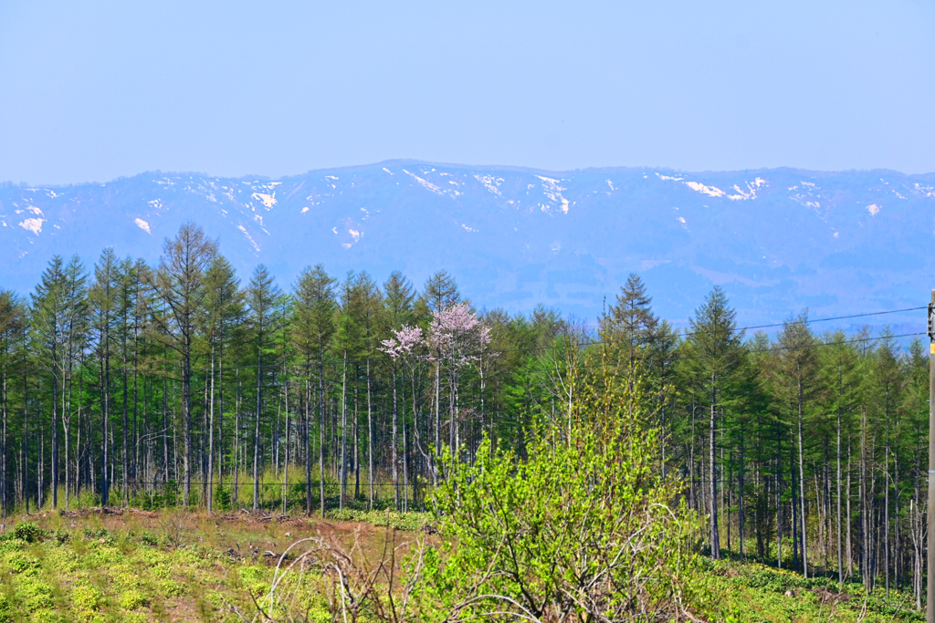 「新緑と桜と残雪の山」