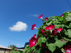 「本日晴れ」