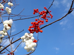 「紅白」