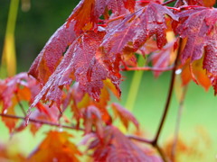 「朝露とカエデ」