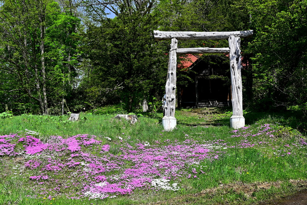 「芝桜と鳥居」