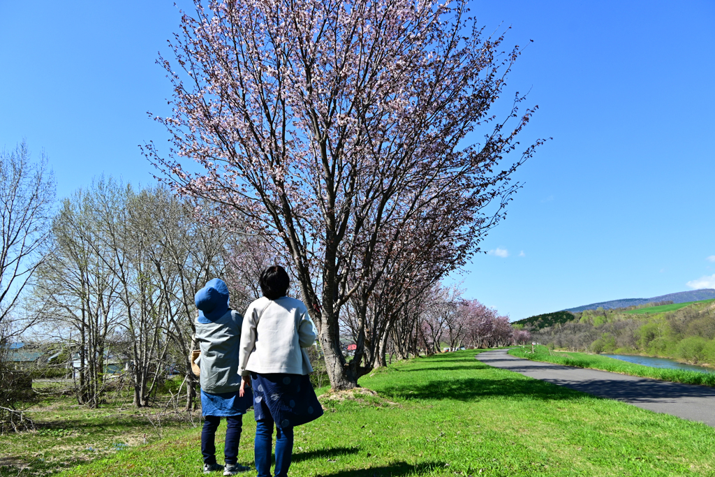 「見上げてごらん今年の桜」