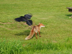 「カラス対キタキツネ」