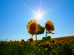 「The sunflower」