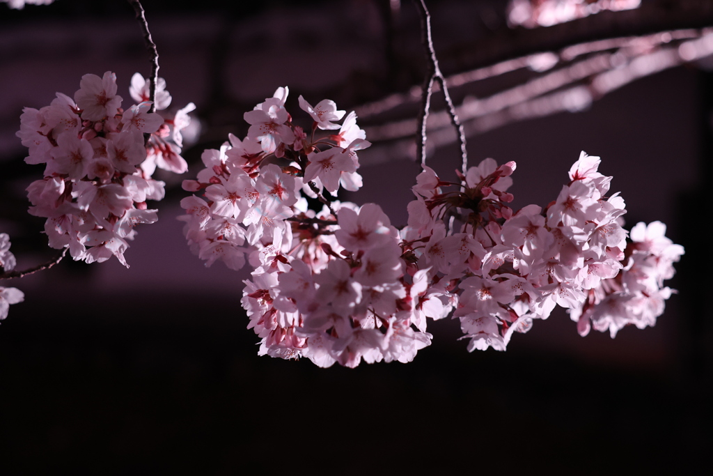 姫路城夜桜会