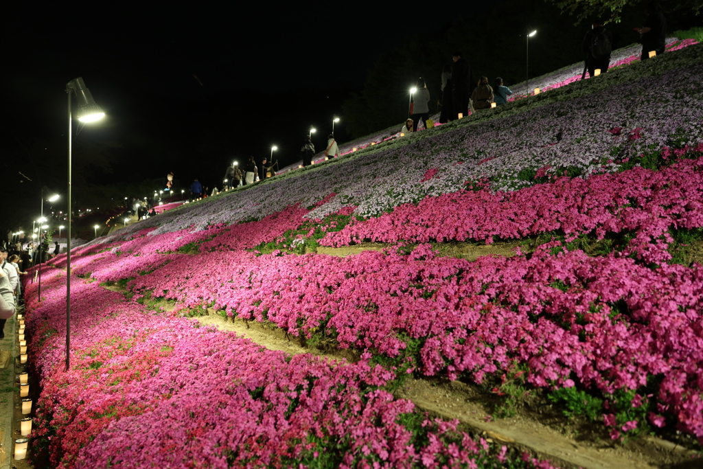 芝桜