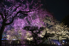 姫路城夜桜会