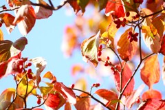 秋　紅葉