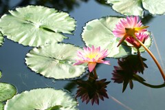 温室の花