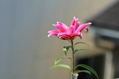 ゆり