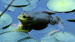 ウシガエル