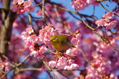 ピンクと水色とメジロ