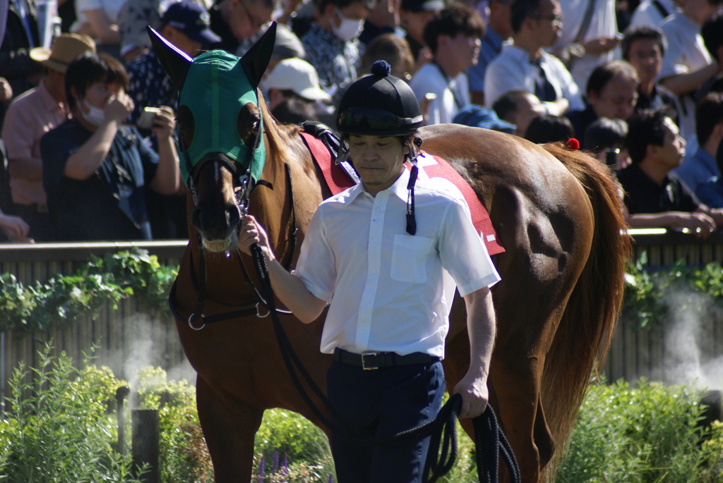 京王杯SC クリノガウディー パドック