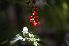 千葉市都市緑化植物園にて