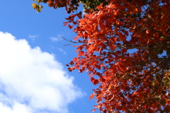 日光白根山にてこれだけ真っ赤でした