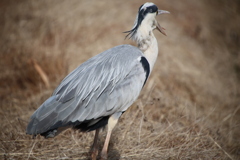 本日の散歩、田んぼの守り神、アオサギ君
