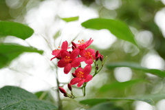 東京ジャングル、夢の島熱帯植物園にて