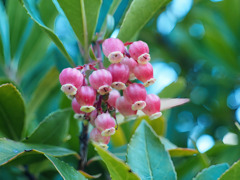 BOTANICA MUSEUMにて