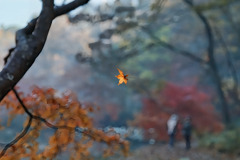 蜘蛛のいたずら