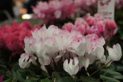 しくらめん迎春用５０００円