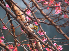 サクジロウ発見