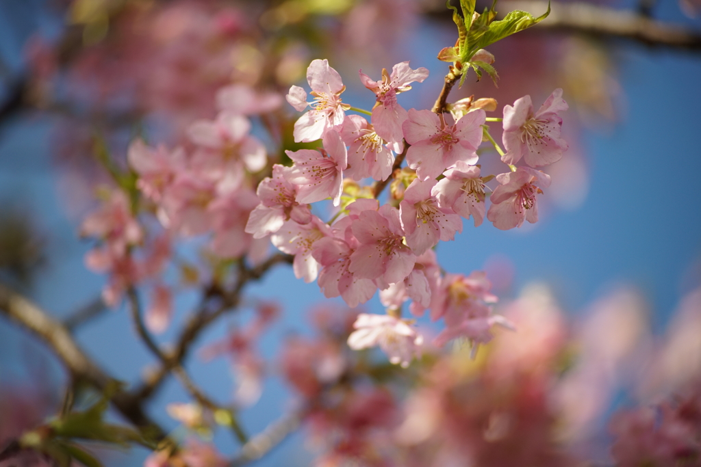 新川千本桜にて