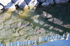 体験博物館　千葉県立房総の村にて