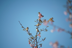 新川千本桜にて