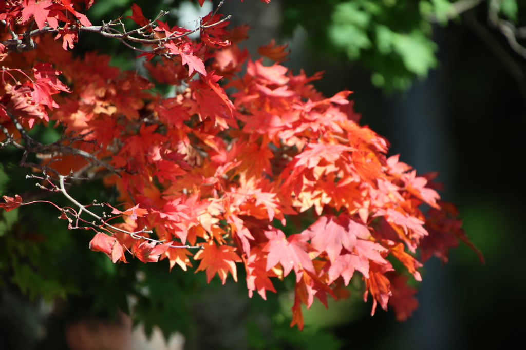 日光白根山にて一部色ずいていました