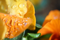 雨上がりの公園にて