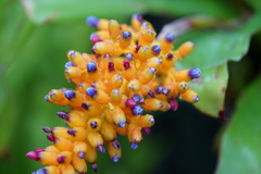 東京ジャングル、夢の島熱帯植物園にて