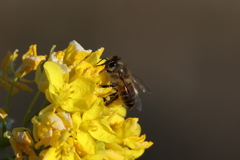 みつばちマーヤの冒険