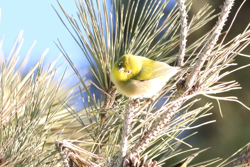 海にいた松次郎